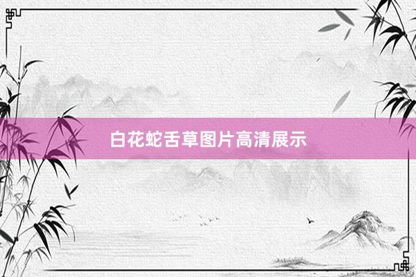 白花蛇舌草图片高清展示